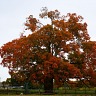 The Comfort Maple